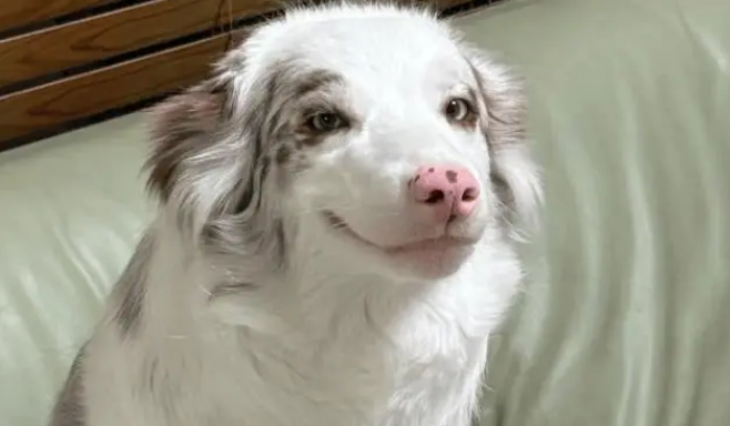 网友回家发现边牧的表情不对……养狗的人都懂吧！？