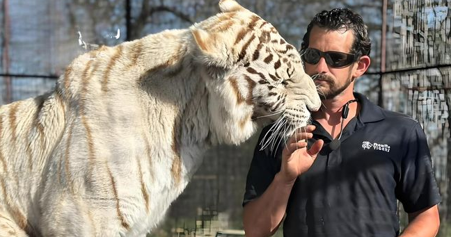 美驯兽师被从小养大的老虎突袭致死，为啥从小养大的老虎这么危险