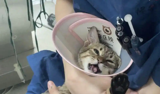 月付33元，报销1500！年轻人养宠新标配：给“毛孩子”买保险