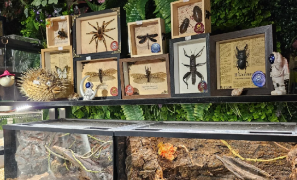 还开什么宠物店，现在卖“恐龙”和仓鼠水壶都能月入百万