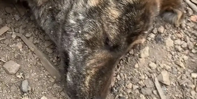 虎斑犬觉得自己快死了挖坑躺了进去，医生却说只是来大姨妈痛经而已