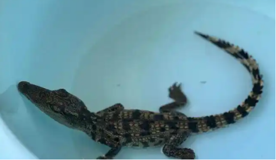 杭州一小区内，有人捡到一条鳄鱼