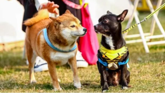 宠物经济热度攀升消费新蓝海潜力凸显