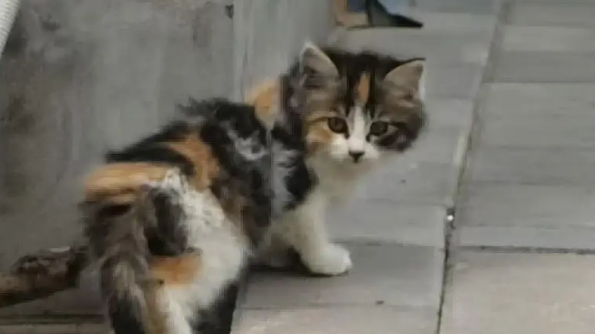 爸爸吐槽猫不会抓老鼠，结果……被猫“报复”