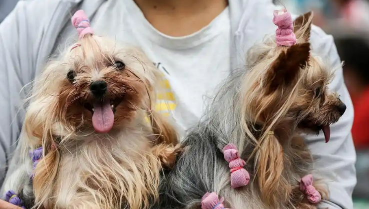 宠物经济迈向高质量发展新阶段