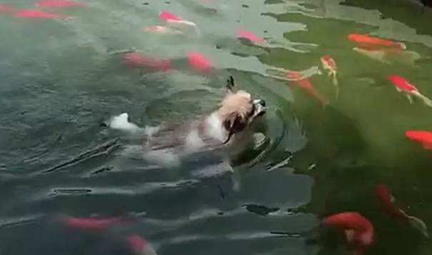 狗狗跳进水池里就不走了，铲屎官站在岸边默默等它游累上岸 