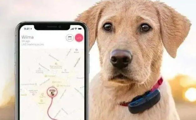 从身份标识到智慧互联：宠物芯片如何重塑我们与毛孩的未来