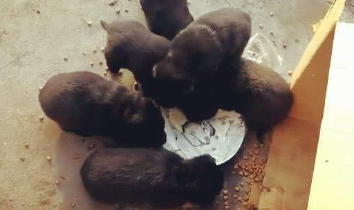 金毛在生下小宝宝后，主人被眼前的一幕震惊到了！