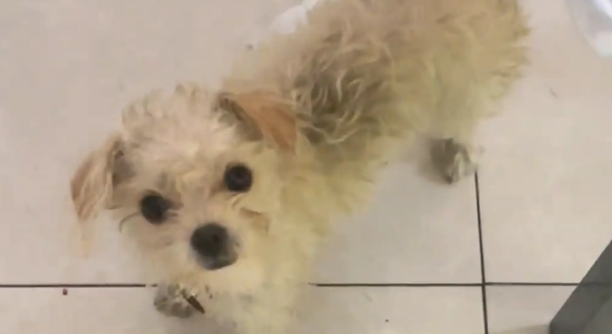 女子家总是跑来流浪狗蹭吃蹭喝，反观自家狗子更像是流浪狗