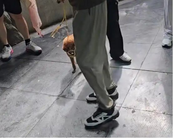 河南一动物园熊猫馆多次被曝有宠物狗入内