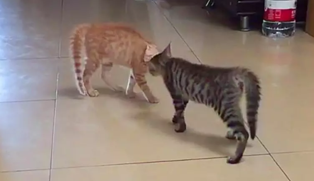 两猫相遇，以为大战一触即发，结果却是爱情来得太快 