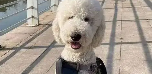 万元巨贵被偷全程不反抗，温顺本性换来惨痛代价，主人悔恨不已