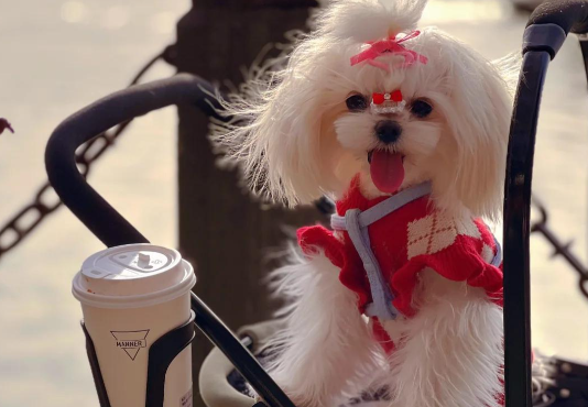 宠物兽药大健康研讨会：政策与技术双轮驱动千亿市场