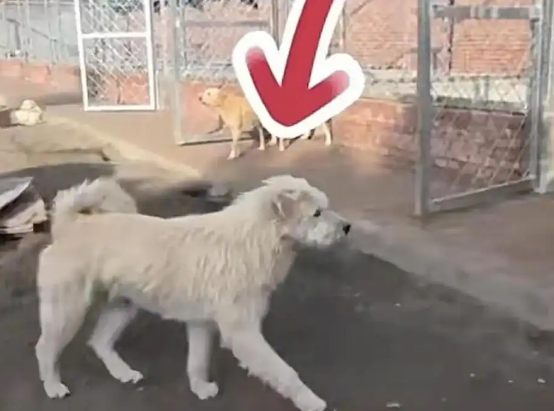 河北一土狗外网“爆火”：身价飙升，账号涨粉20万