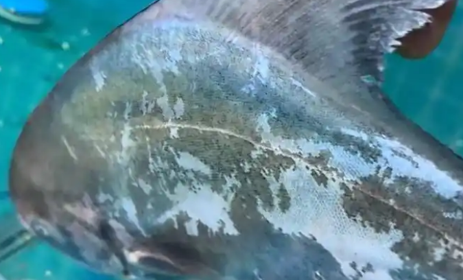 海南女子展示罕见活体斗鲳，有人报价上万！