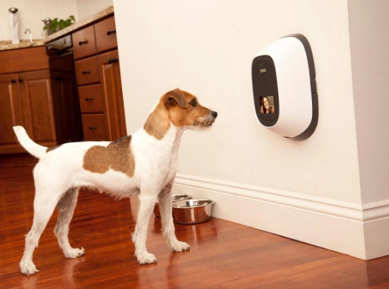 宠智灵科技助力宠物智能硬件设备厂商开辟新增长点