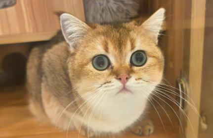 宠物经济进入2.0时代，速来了解