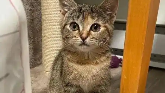 工业区小猫获救，好心人寻找到母猫，发现事情远没那么简单