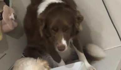 女子回到家，俩狗子一脸心虚的站洗手台上躲着。网友：直接打就行了