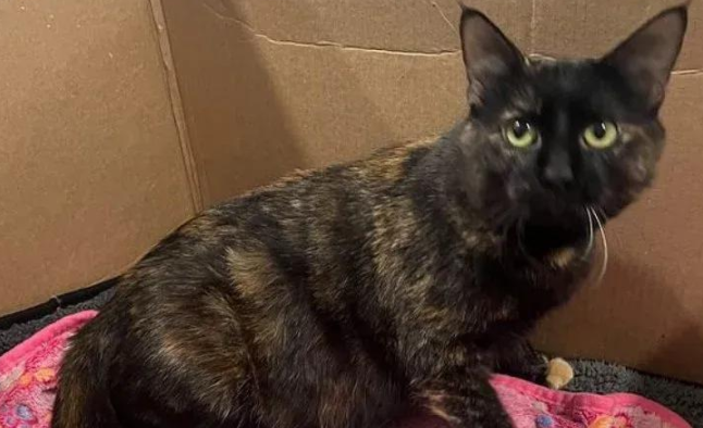 流浪猫妈钻狗洞进豪宅，只为自己六个娃