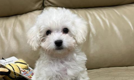 弃养宠物行为多发 如何提高养宠的责任门槛？