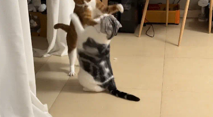 俩猫打架又握手言和。网友：猫式相扑