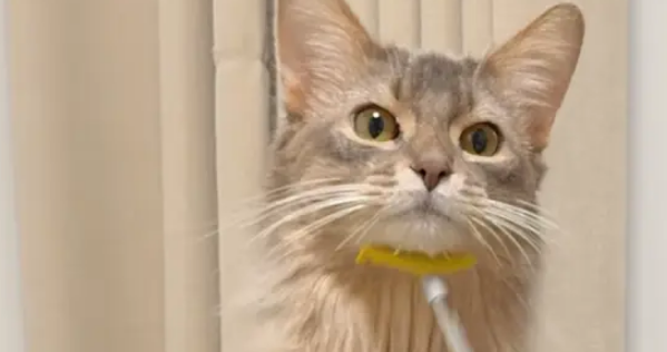 医生说小猫长大后脖子会有点长，刚开始还不信，直到现在变成貂猫