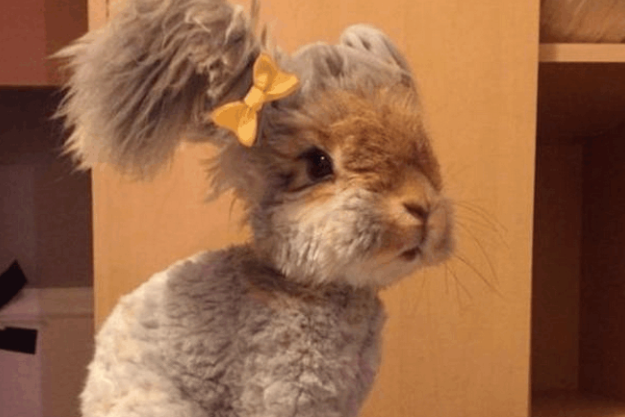 一只靠“美容逆袭”的长毛兔，最后还成了网红！