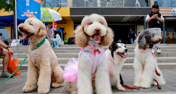 上海闵行宠物文化周：打造人宠共融新生态