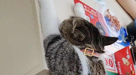 男子看到猫咪学主人趴在桌子上睡觉。网友：人教版