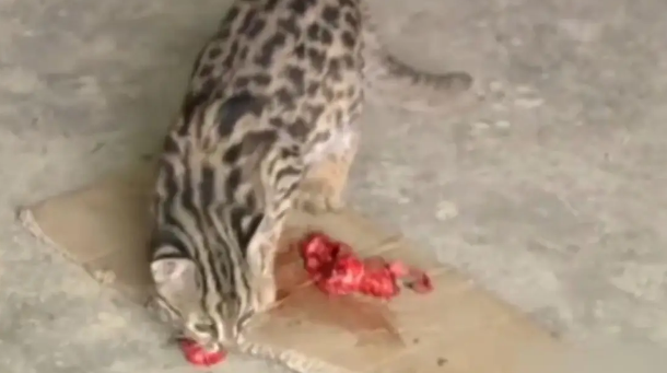 广东老太在山上捡了只小野猫养，养大后人懵了