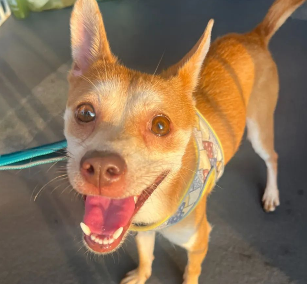 从遗弃到被爱！昨天闵行这里爆满，只为TA们找新家