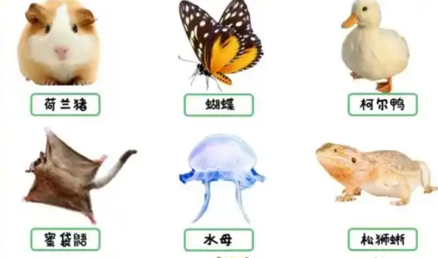 异宠饲养兴起：不用遛弯和陪伴，晒朋友圈有面子