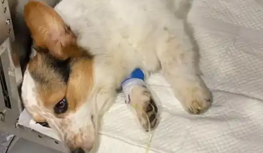 从狗狗打架到病犬三倍赔，三起涉宠纠纷教你如何维权