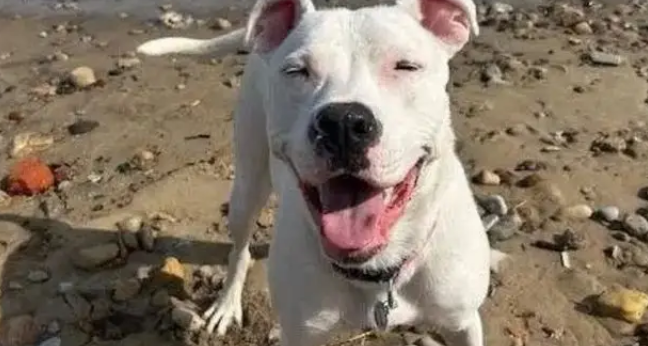 十年老狗被弃家门，原地等一年饿成皮包骨，濒死之际获陌生人救助