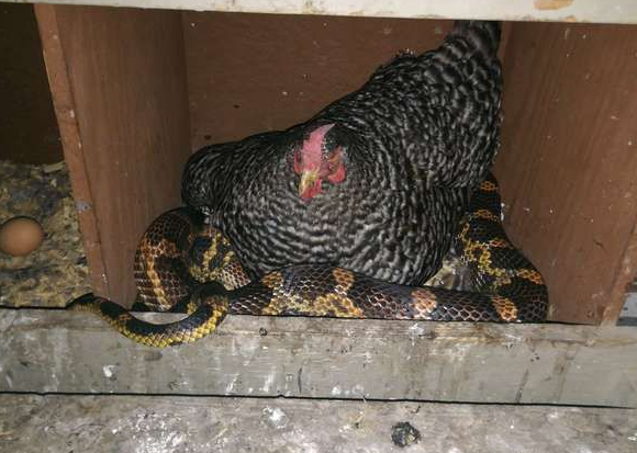 蛇和鸡混成了好朋友，母鸡免费给取暖，走时候还送两颗蛋