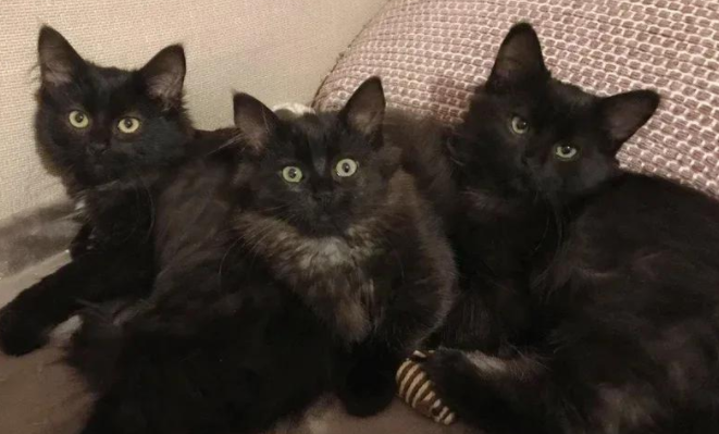 流浪黑势力上门“敲竹杠”，却意外开启人猫奇缘