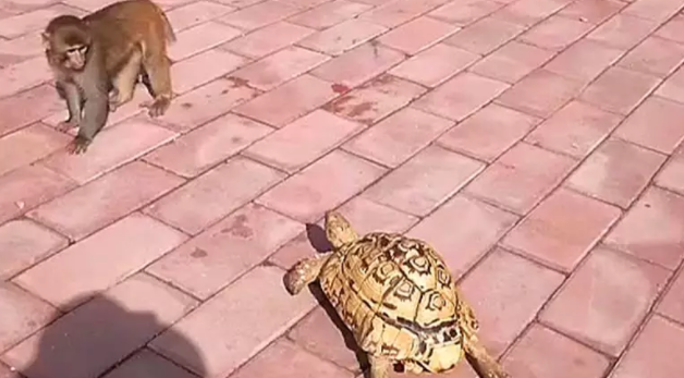 猴子嫌弃乌龟走得太慢，跑到后面帮推：走这么慢，急死猴了 