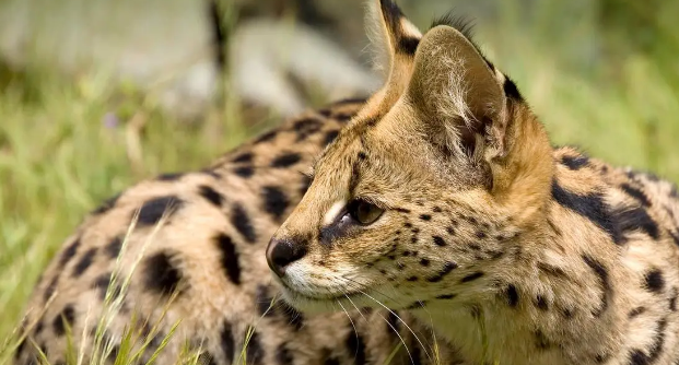 河北石家庄发现薮猫，本应在非洲的猛兽，为何在我国野外出现了？