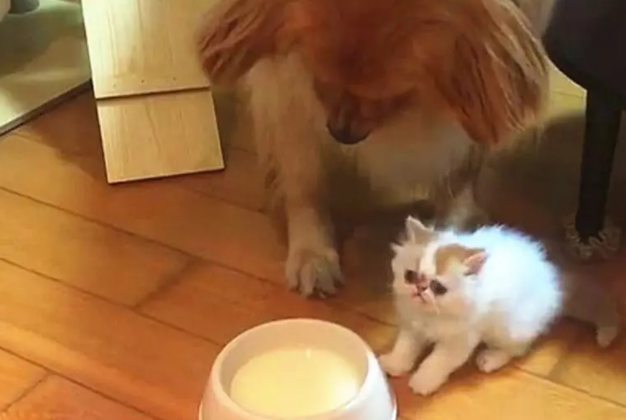 小奶猫喝完奶不走，金毛等急了发威把猫咪吓跑，自己喝奶