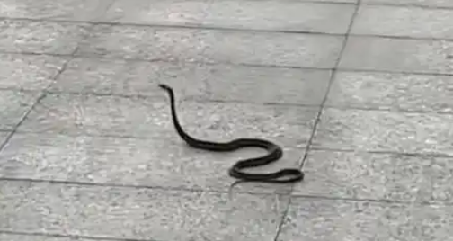 广东小区蛇出没频现，物业称未伤人，居民忧心搬离