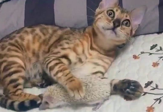 猫咪用爪子碰了下刺猬，脸上表情亮了：这个扎脚 