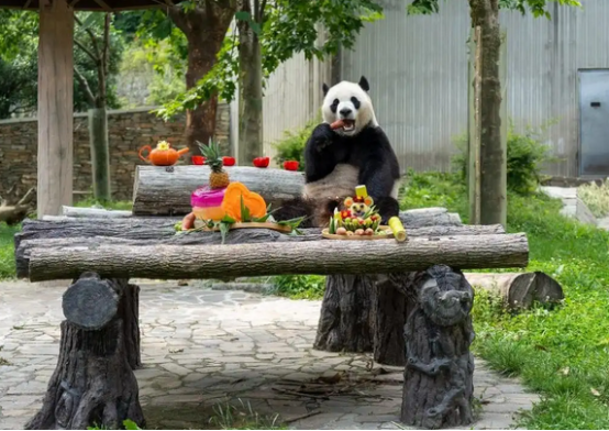 大熊猫兄弟亮相哈尔滨文旅增添“新顶流”