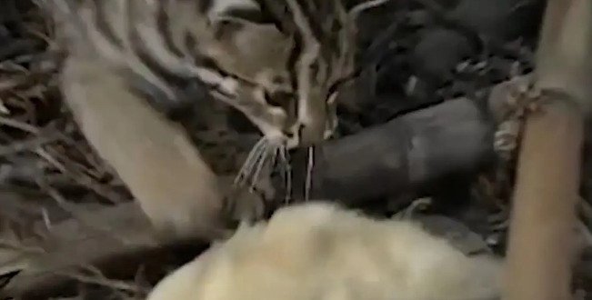 广东老太在山上捡了只小野猫养，养大后人懵了