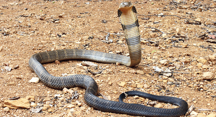 贵州一男子将眼镜蛇挂在脖子上玩，被咬一口毙命