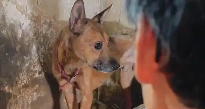 重庆一独居老人去世多日，小狗守在家中瘦成皮包骨