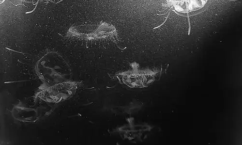 惊喜！怀宁高河发现桃花水母，生态之美引关注