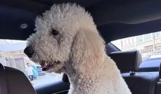 万元巨贵被偷全程不反抗，温顺本性换来惨痛代价，主人悔恨不已