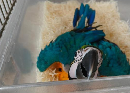 广州海关在下水道里救回的鹦鹉蛋成功孵化出小鹦鹉
