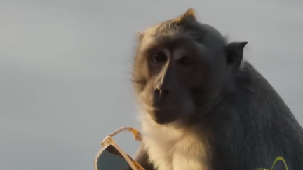 巴厘岛上猴子光天化日抢游客手机、钱包~